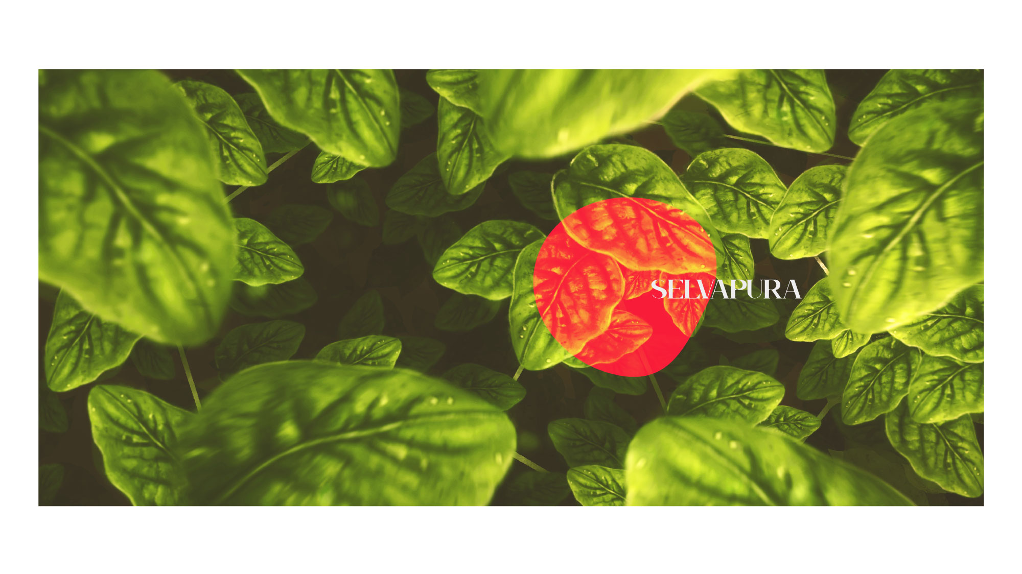 stampa-etichetta-design-grafico-pubblicitario